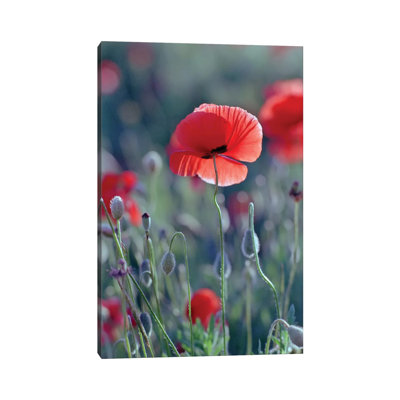 Field Of Red Poppies by Mike Kiev - Wrapped Canvas Print