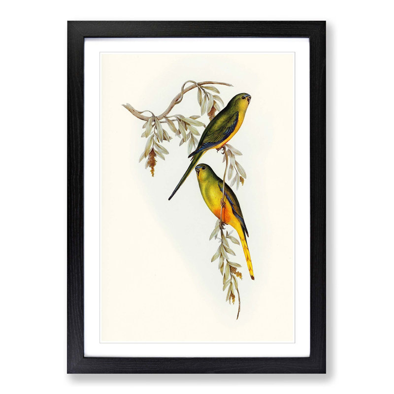 Orange-Bellied Grass-Parakeets by Elizabeth Gould - Picture Frame Painting Print, 65cm H x 48cm W x 2cm D, Black Framed