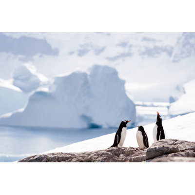 Three Penguins by Photodynamic - Wrapped Canvas Print