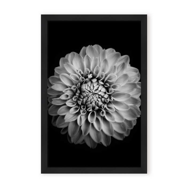 Nature Inspired Marigold by  - Picture Frame Photograph on Paper, 24" H x 16" W x 1.125" D, Black, Framed Matted Print