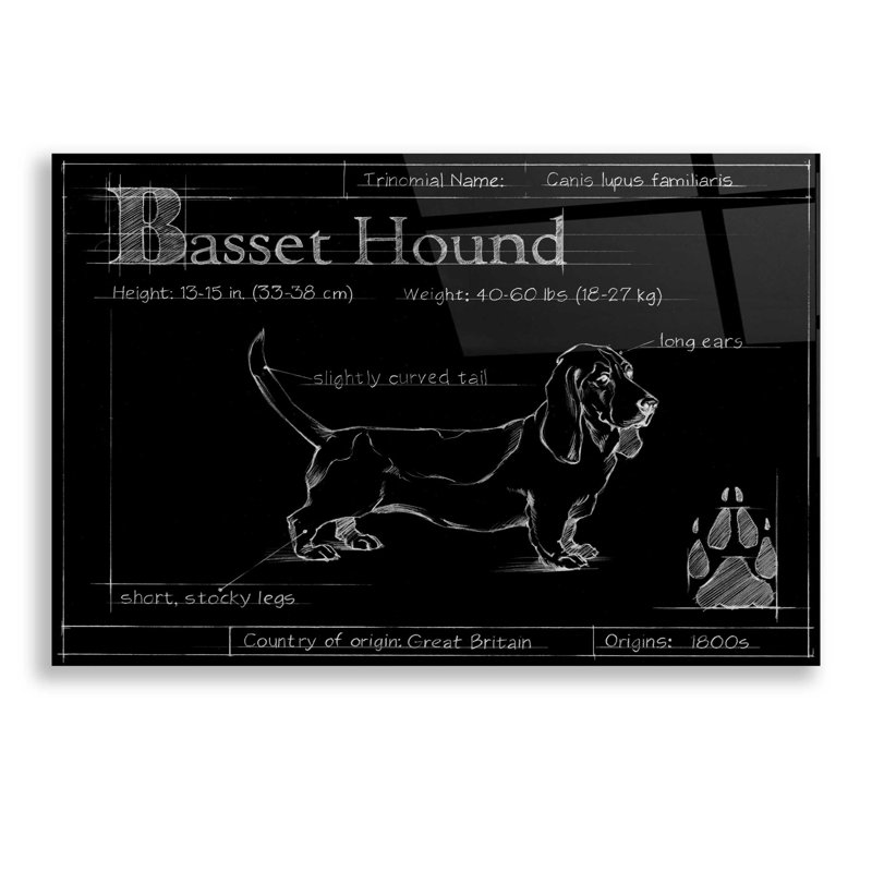 «Blueprint Bassett Hound» par Ethan Harper - reproduction de dessin non encadrée, H 16 po x l 24 po x P 0,12 po