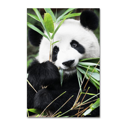 Cosey "Giant Panda I" by Philippe Hugonnard Photographic Print on Wrapped Canvas