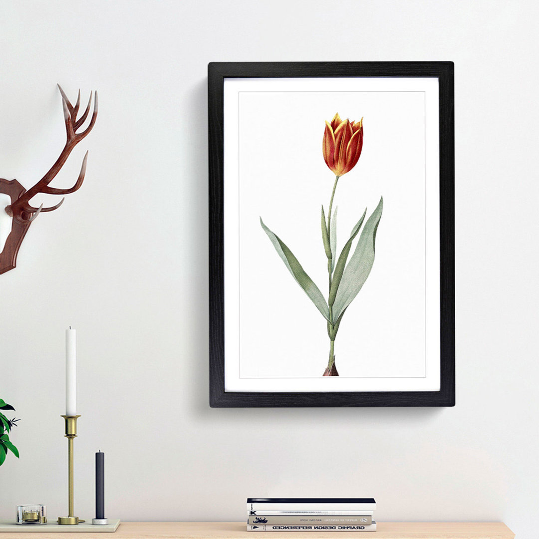 Tulip Flower by Pierre-Joseph Redoute - Framed Print