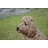 Sitting Cockapoo Statue-44488700