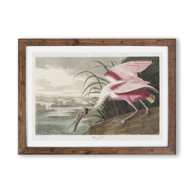 Roseate Spoonbill by John Audubon - Single Picture Frame Print