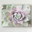« succulent lueur ii », photographie sur toile tendue-770877538