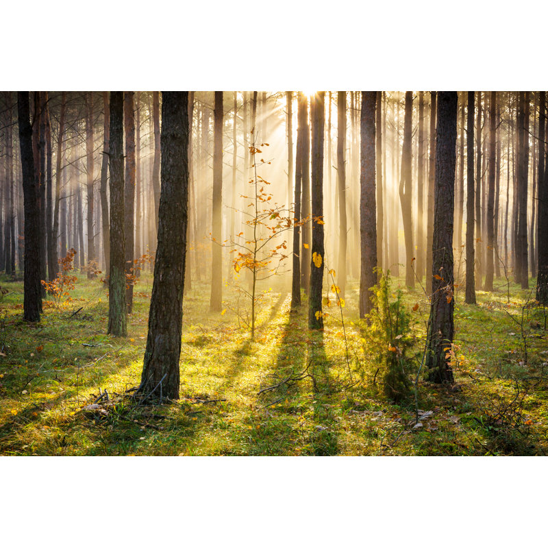 Rays Penetrating Forest - Wrapped Canvas Print, 51cm H x 76cm W x 3.8cm D
