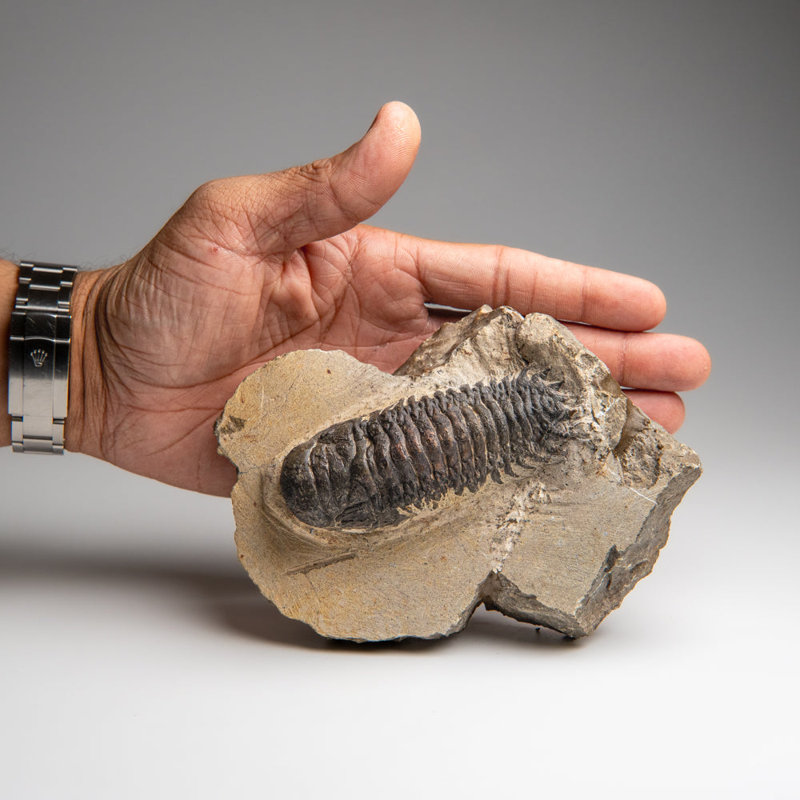 Genuine Crotalocephalina Trilobite In Matrix From Morocco 1.8 Lbs)