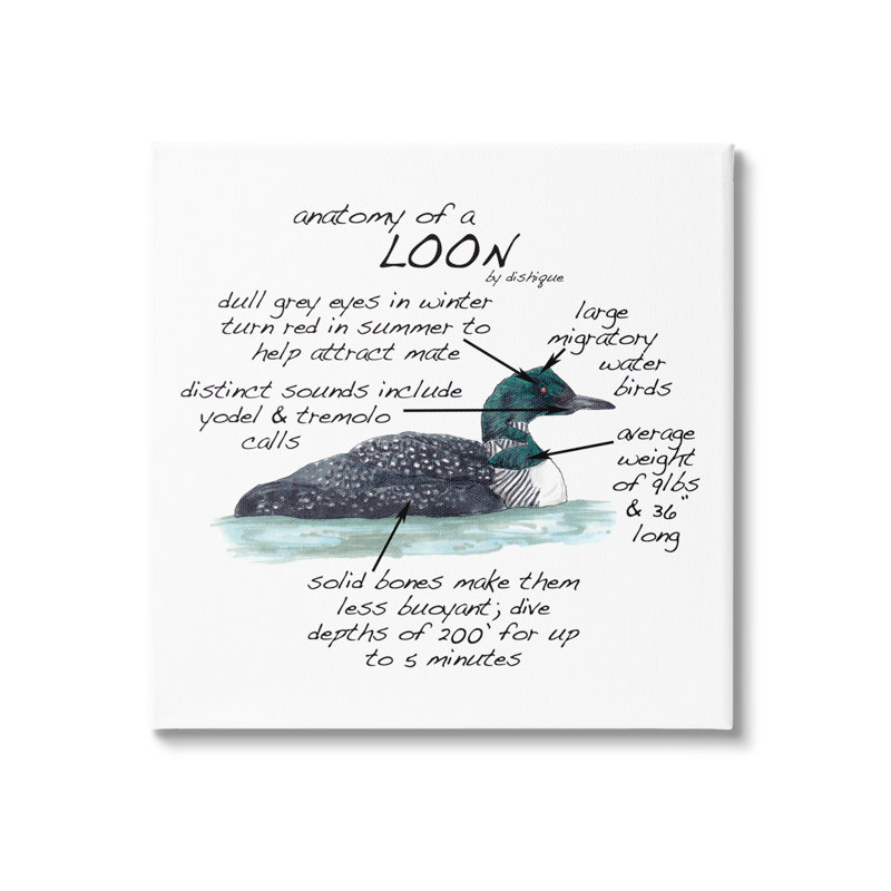 «Loon Water Bird Anatomy charte», H 36 po x l 36 po x P 1,5 po