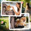 Foldable Pet Stroller-123022375