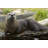 Otter by Wayazo - Wrapped Canvas Print-1760948519