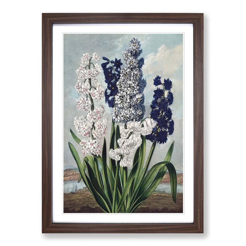 Hyacinths by R.J. Thornton - Picture Frame Painting Print, Walnut Framed, 36cm H x 27cm W x 2cm D