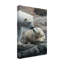 « polar bear sleep », reproduction de photo sur toile tendue-26858260