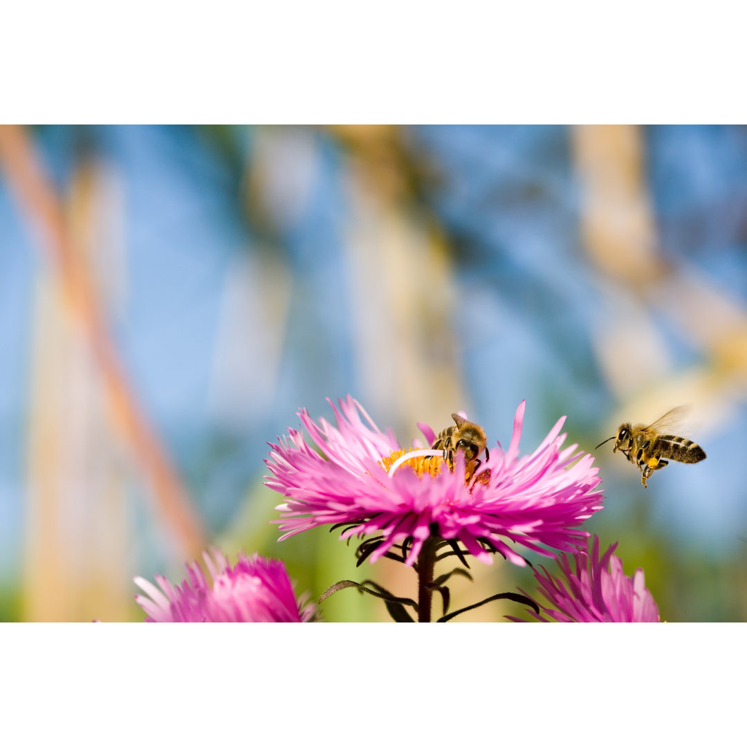 Honigbienen von Jura13 - Kunstdrucke auf Leinwand