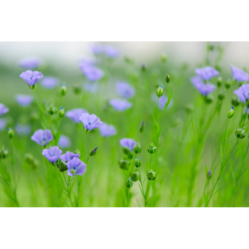 Fleurs de lin par Flibustier - Photographie sur toile tendue, H 32 po x l 48 po