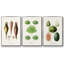 Ensemble de 3 pièces encadrées sur toile fruits et légumes VI-97795744-97795750