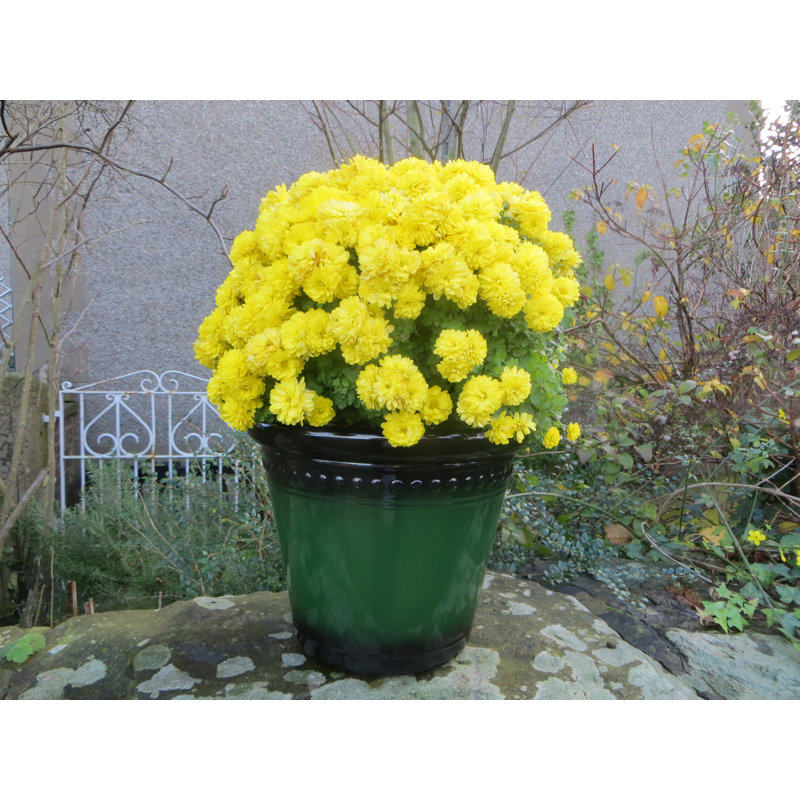 Fairview Pot Planter, 34cm H x 40cm W x 40cm D, British Racing Green
