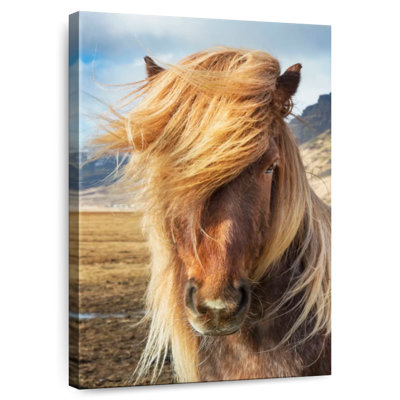 Brampt, chevaux islandais dans la campagne I