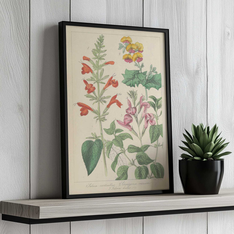 Salvia Florals I, reproduction d'art, H 30 po x l 20 po, Tanné