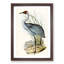 Australian Crane by Elizabeth Gould - Framed Print-55456777-55456779