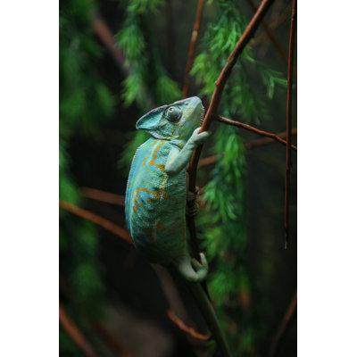 Green Chameleon Sitting On Plant Stalk by Milan_Jovic - Wrapped Canvas Print
