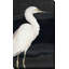 " Heron On Black II " by Lanie Loreth-31476703-31936872-119811936