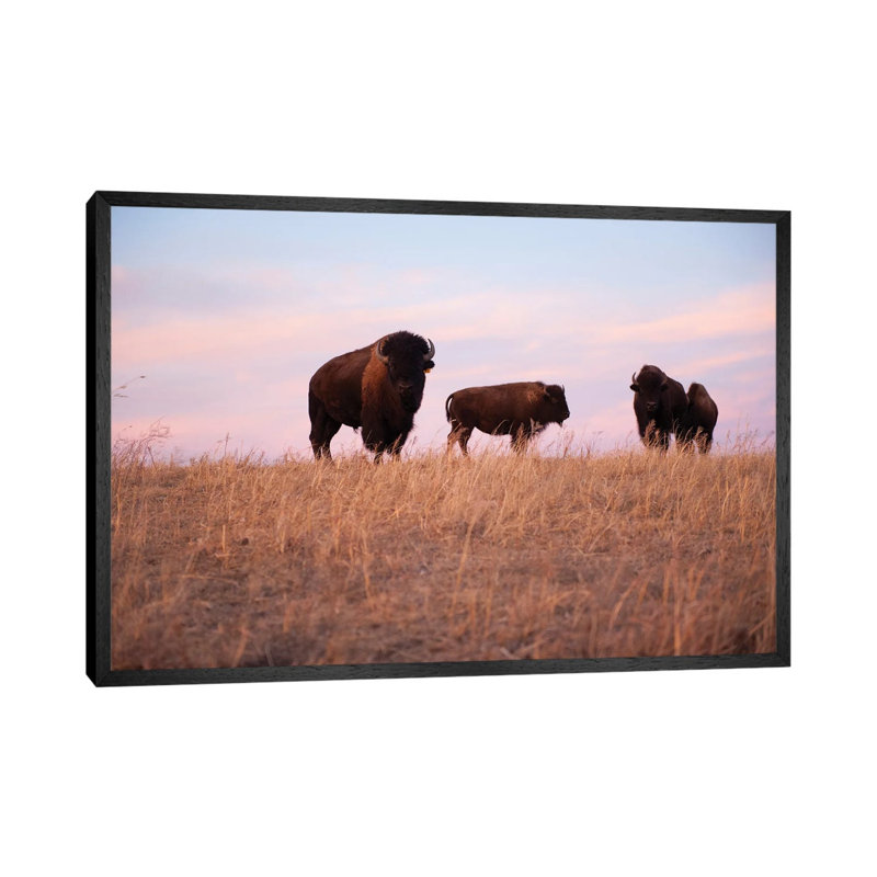 Four Bison Roam On A Ranch Near Valentine, Nebraska by Joel Sartore - Gallery-Wrapped Canvas Giclée on Canvas, Black Framed