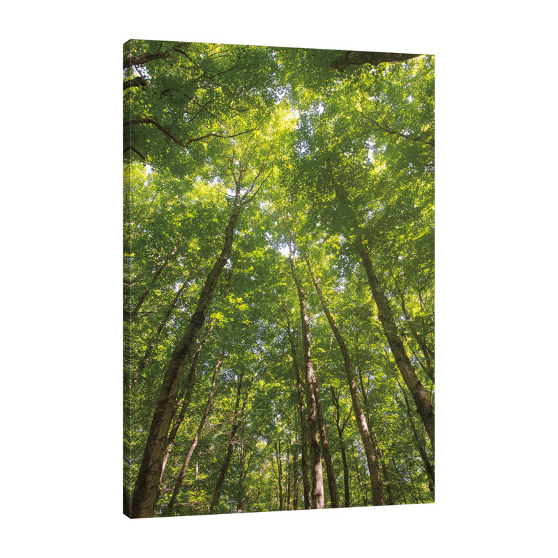 «Hardwood Forest Canopy II», toile tendue par Alan Majchrowicz, H 60 po x l 40 po x P 1,5 po