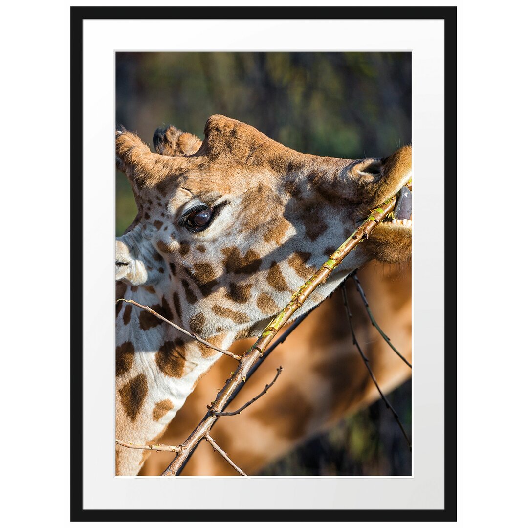 Gerahmtes Poster Fressende Giraffe