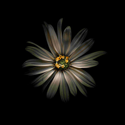 «White Daisy Vi», reproduction sur toile tendue