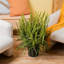 Kimberly Queen Fern in Nursery Pot