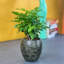Pot à fleurs gris à auto-arrosage pour rehausser votre attrait intérieur et extérieur avec des plantes fiables