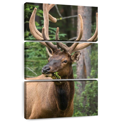 Brampt Wapiti Elk