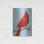 «Cardinal I» par Phyllis Adams-771163611