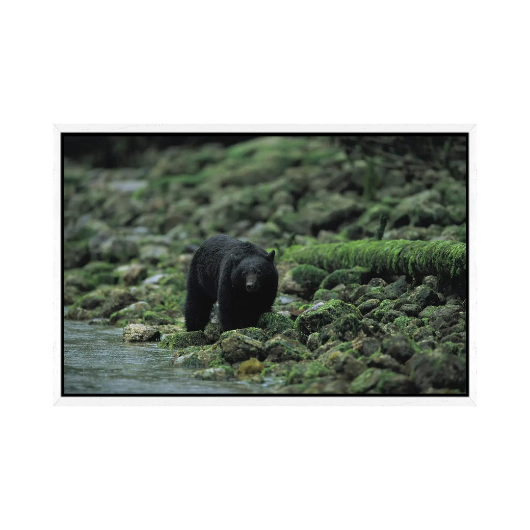 Ein Schwarzbär beim Fischen im Clayoquot Sound von Joel Sartore - Galerie-verpackte Leinwand Giclée auf Leinwand