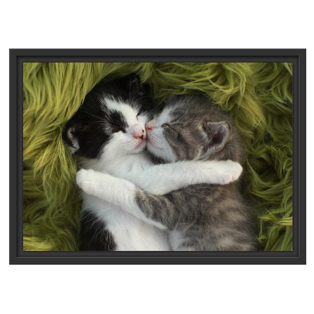 Gerahmtes Wandbild Two Cuddling Kittens