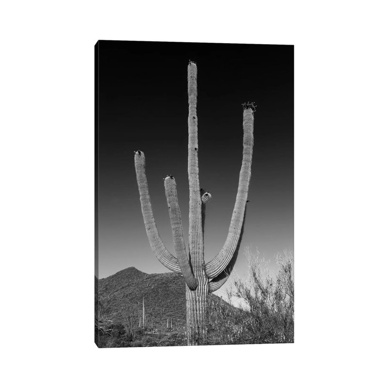 Saguaro National Park Giant Saguaro In Black & White by Melanie Viola - Wrapped Canvas Print, 30.48 cm H x 45.72 cm W