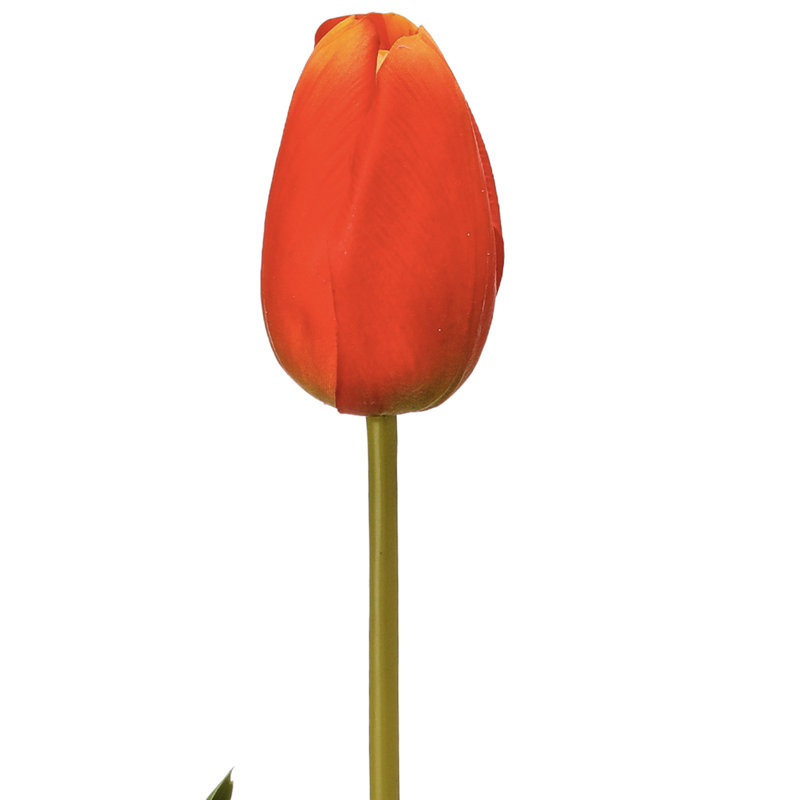 Tulipe Holland 23 "Just Cut, Orange