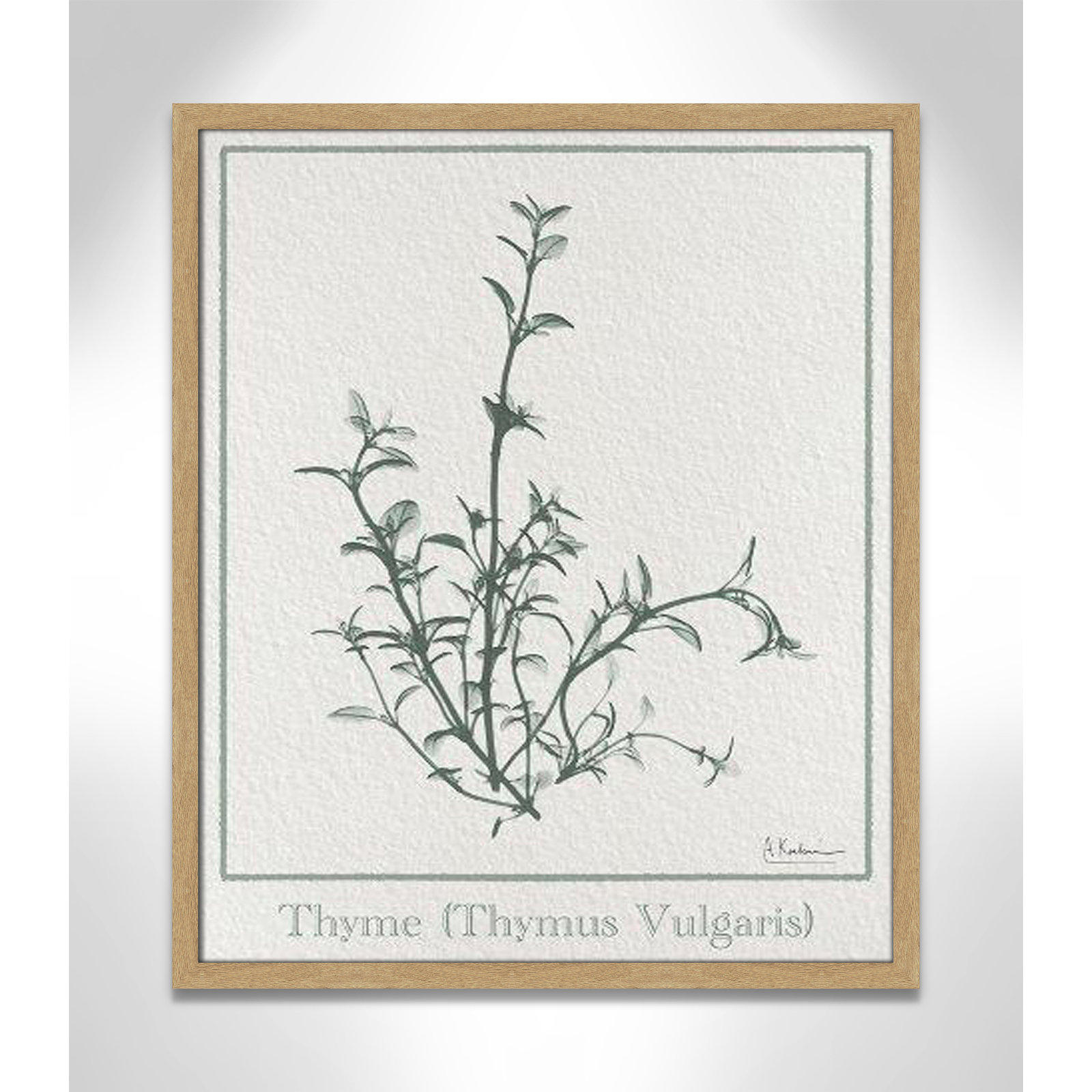 Jeanette "Thymus Vulgaris" Print, 25.5" H x 21.5" W x 1.25" D, Natural Framed Paper