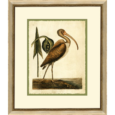 Catesbys Brown Cerlew Print