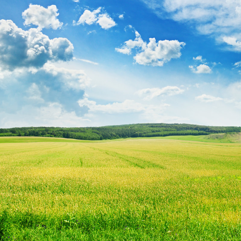 Field And Sky by AlinaMD - Wrapped Canvas Print, 30cm H x 30cm W