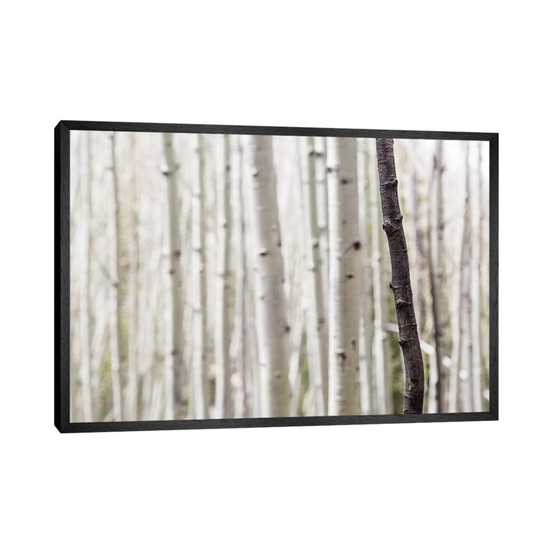 Single Birch Tree Trunk, 66.04 cm H x 101.6 cm W, Black