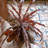 43.3 " H Faux Fern Plant-1582986321