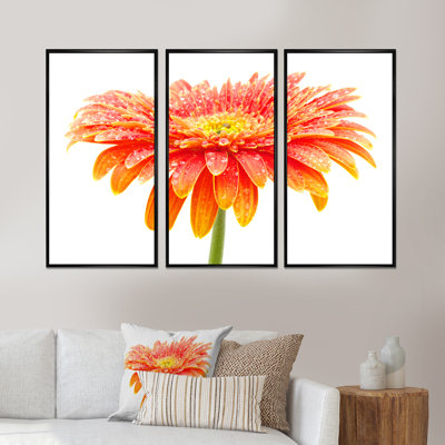 " Large Gerbera " 3 - Pieces