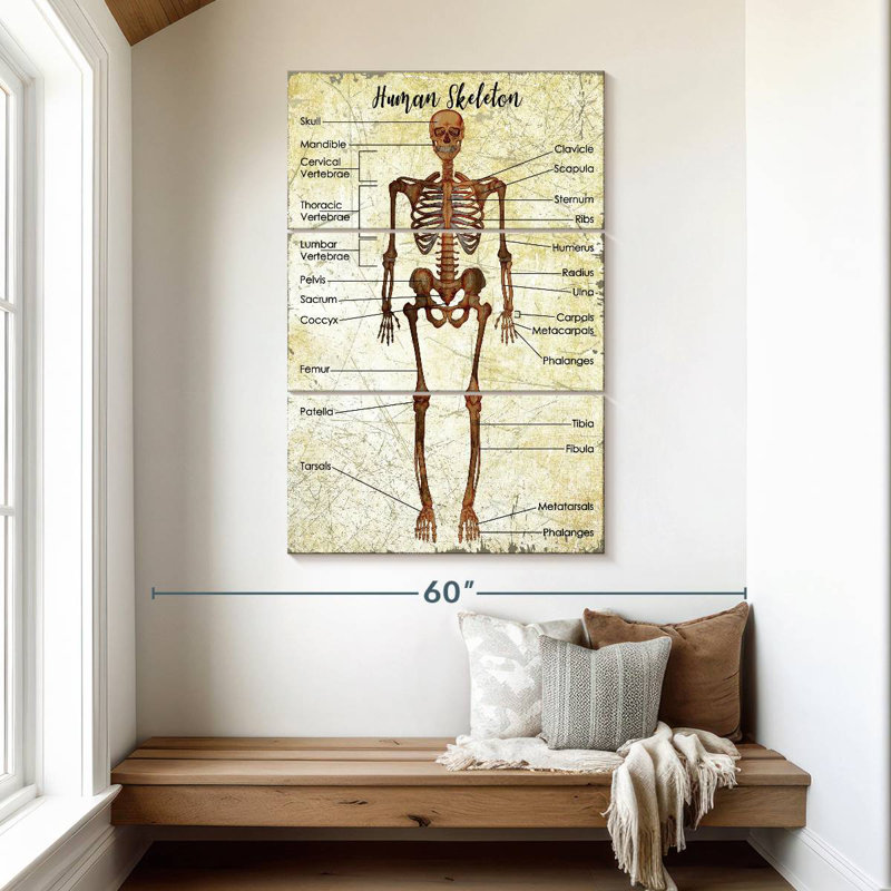 Keiri Human Skeleton Chart, 50" H x 32" W