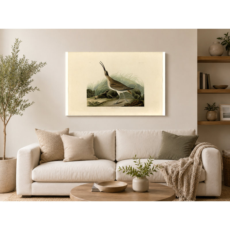 Grands esquimaux courlis (planche 237) - art mural sur toile paysage, 18" W x 12" H