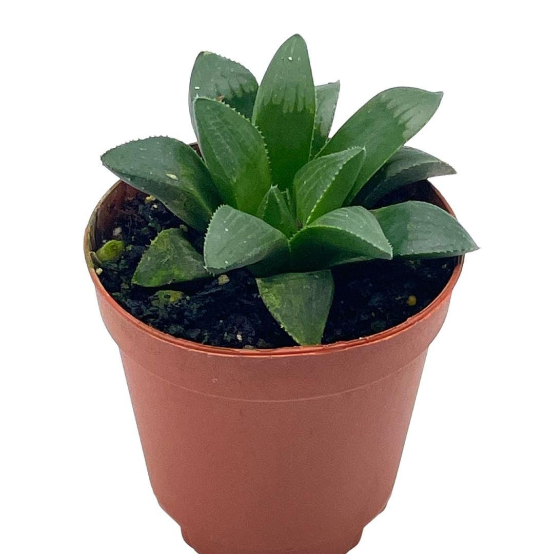 African Emeralds Rare Haworthia Retusa In 2 Inch Pot Super Cute Great Plant Gi Florida House Plants