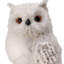 Hibou des neiges 11 po