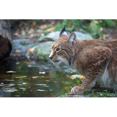 " Lynx In The Forest " by Johan10