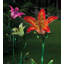 Piquet de jardin Narelle-46833395